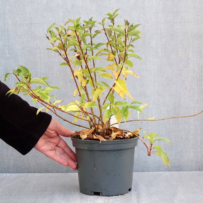 Amostra de Forsythia koreana Kumsun - Forsythia de Corée -  Vaso de 3 L/4 L tal como entregue no outono