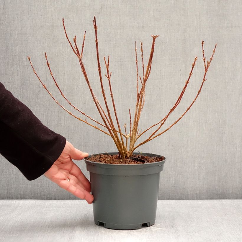 Amostra de Forsítia koreana Kumsun Vaso de 3 L/4 L tal como entregue no inverno