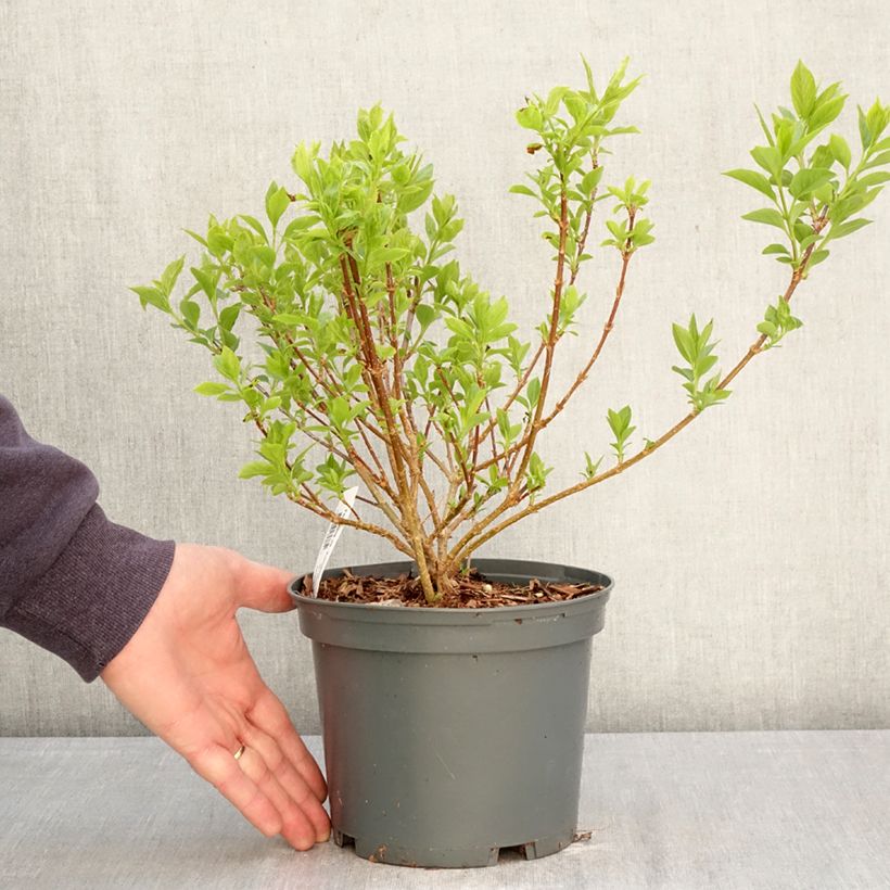 Amostra de Forsítia koreana Kumsun Vaso de 3 L/4 L tal como entregue na primavera