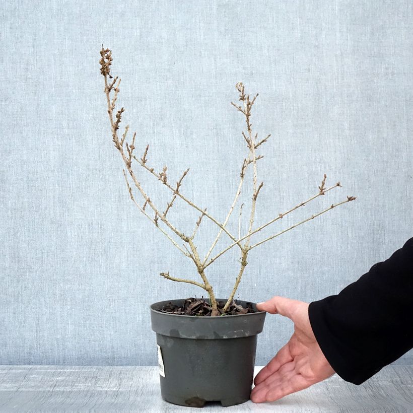 Amostra de Forsythia Mikador - Mimosa de Paris Pot de 2L/3L tal como entregue no outono