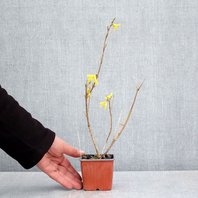 Amostra de Forsítia Goldzauber Vaso de 8/9 cm tal como entregue na primavera