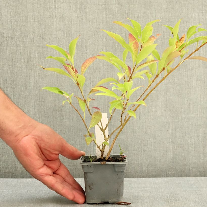Amostra de Forsítia Lynwood Vaso de 8/9 cm tal como entregue no verão