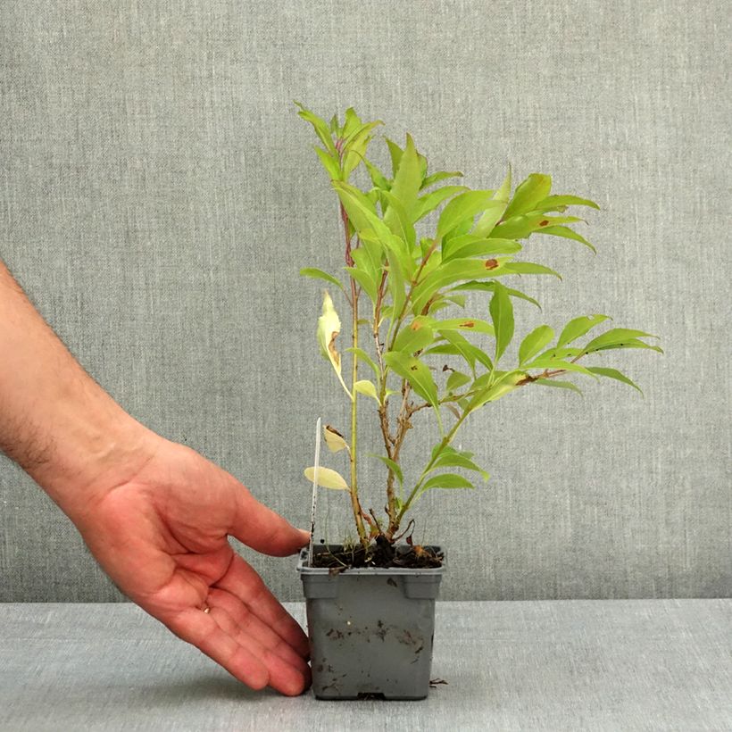 Amostra de Forsítia Lynwood Vaso de 8/9 cm tal como entregue na primavera