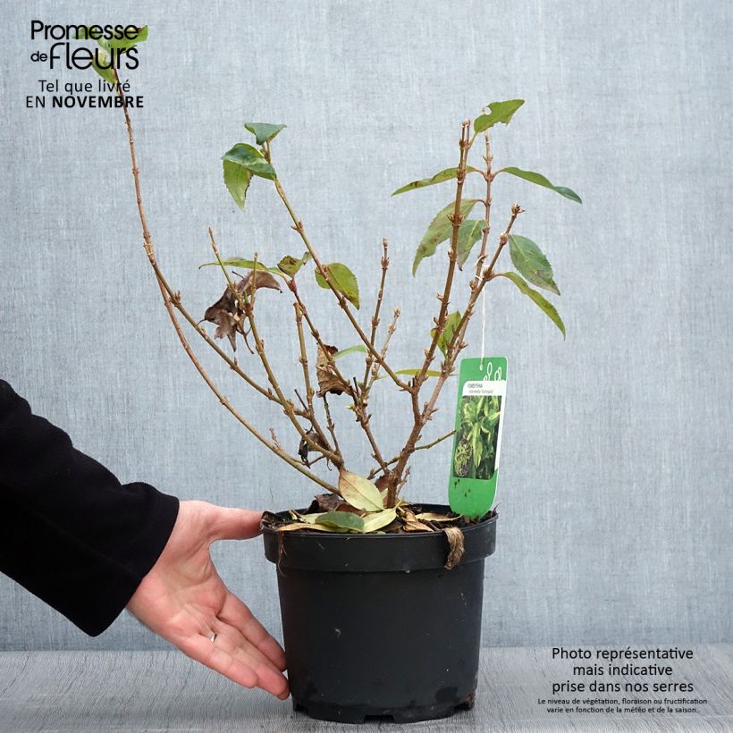 Amostra de Forsítia Variegata Vaso de 3 L/4 L tal como entregue no outono