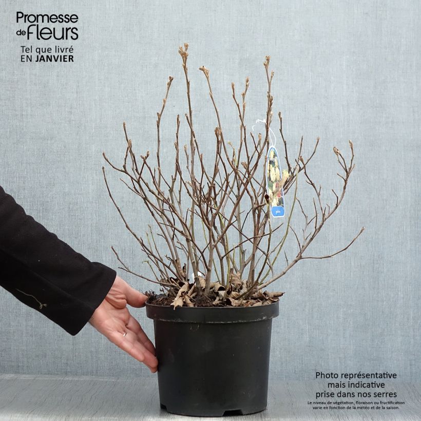 Amostra de Fothergilla gardenii Vaso de 3 L/4 L tal como entregue no inverno