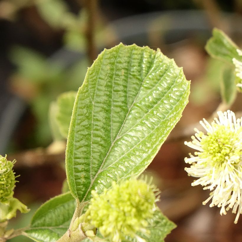Fothergilla gardenii Suzanne (Folhagem)