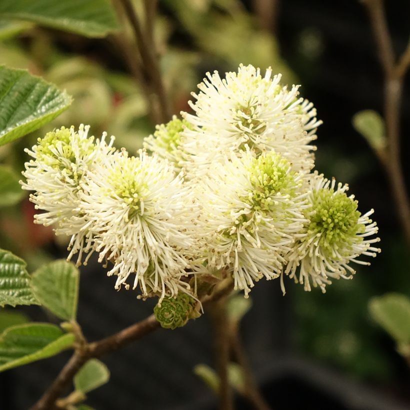 Fothergilla gardenii Suzanne (Floração)