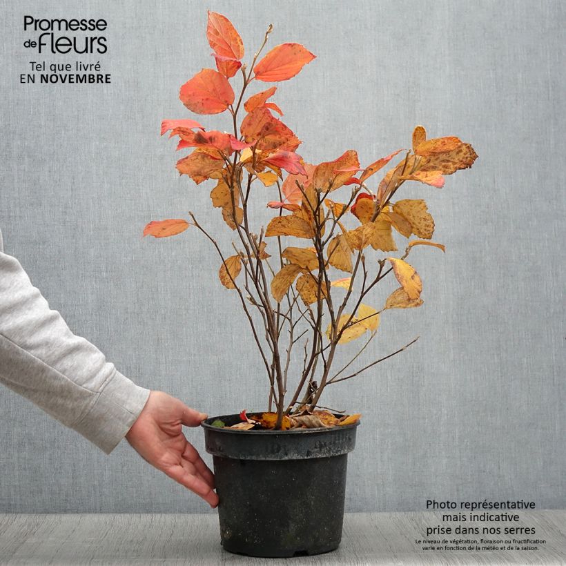 Amostra de Fothergilla gardenii Suzanne Pot de 4L/5L tal como entregue no outono