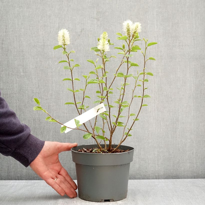 Amostra de Fothergilla gardenii Suzanne Vaso de 4 L/5 L tal como entregue na primavera