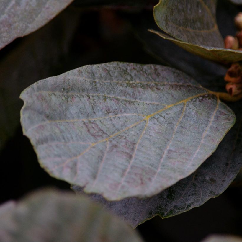 Fothergilla intermedia Blue Shadow (Folhagem)