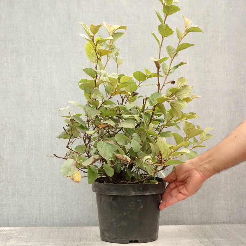 Amostra de Fothergilla intermedia Blue Shadow Vaso de 3 L/4 L tal como entregue no verão
