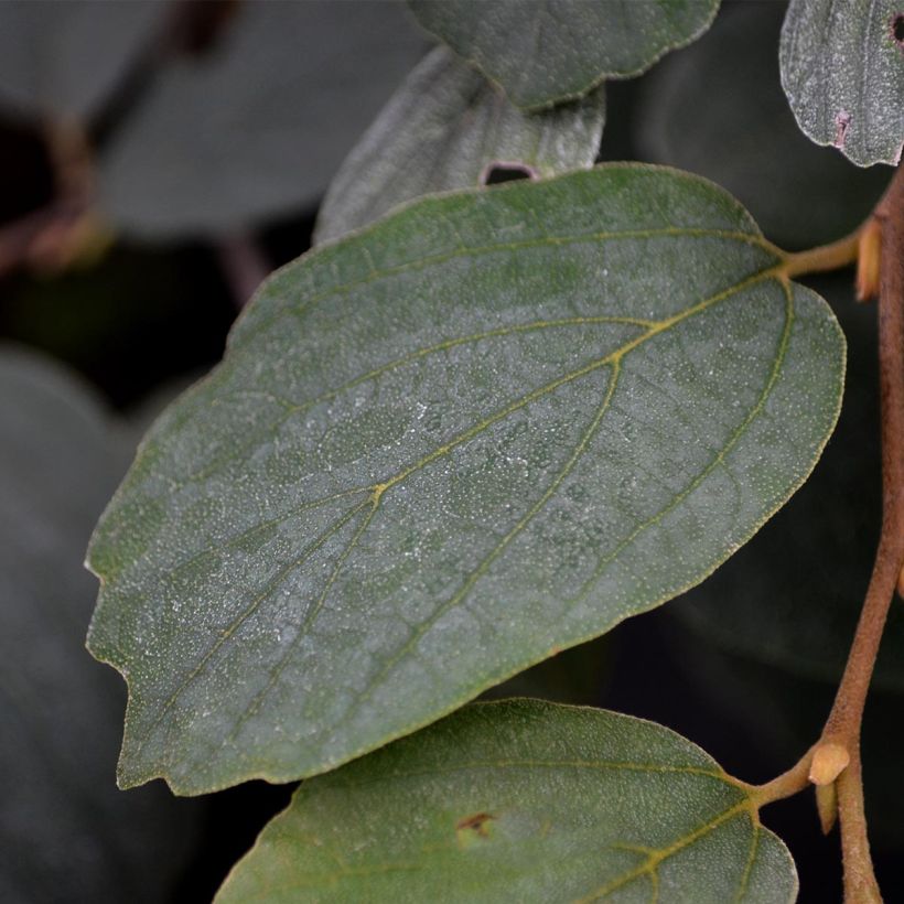 Fothergilla major (Folhagem)