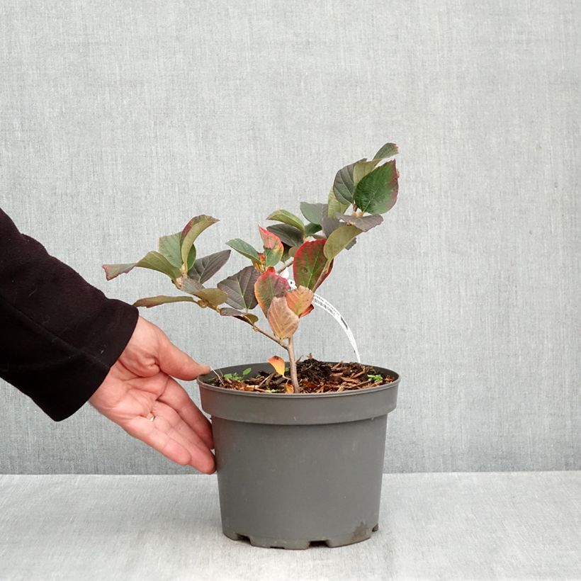 Amostra de Fothergilla major Vaso de 3 L/4 L tal como entregue no outono