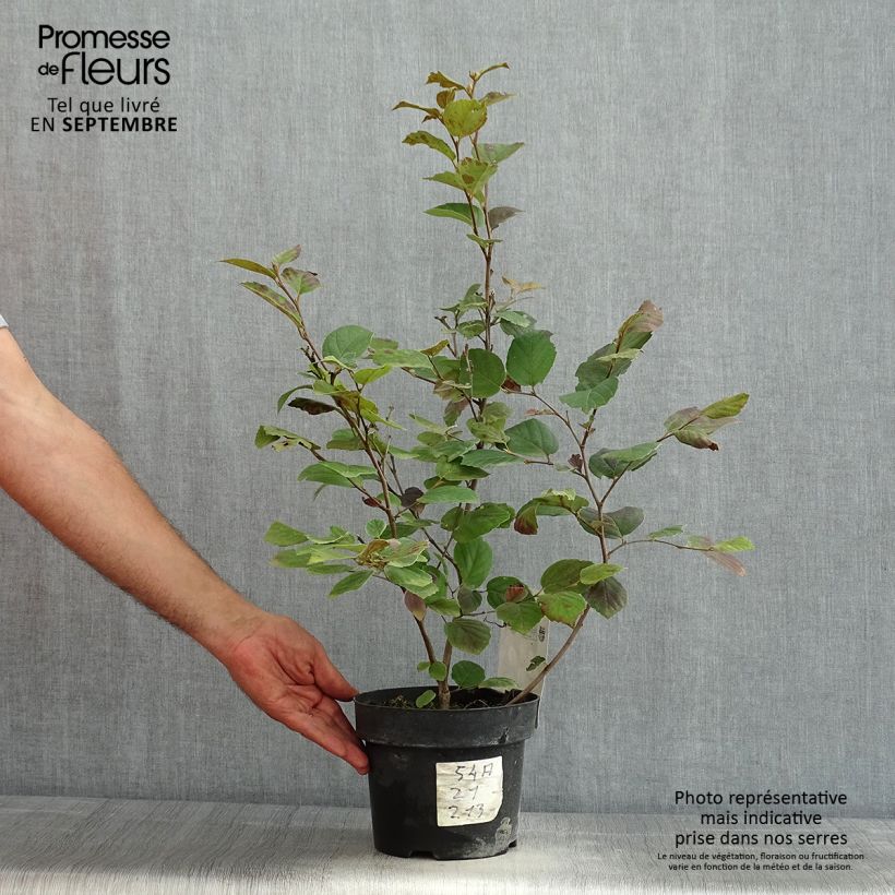 Amostra de Fothergilla major Vaso de 3 L/4 L tal como entregue no verão