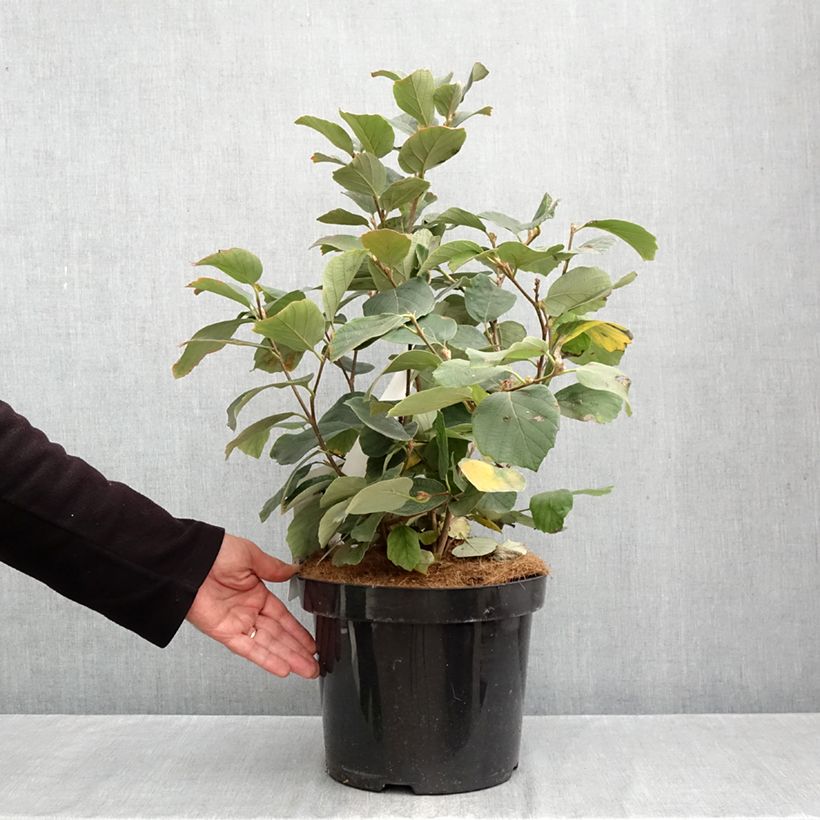 Amostra de Fothergilla major Vaso de 7,5 L/10 L tal como entregue no outono