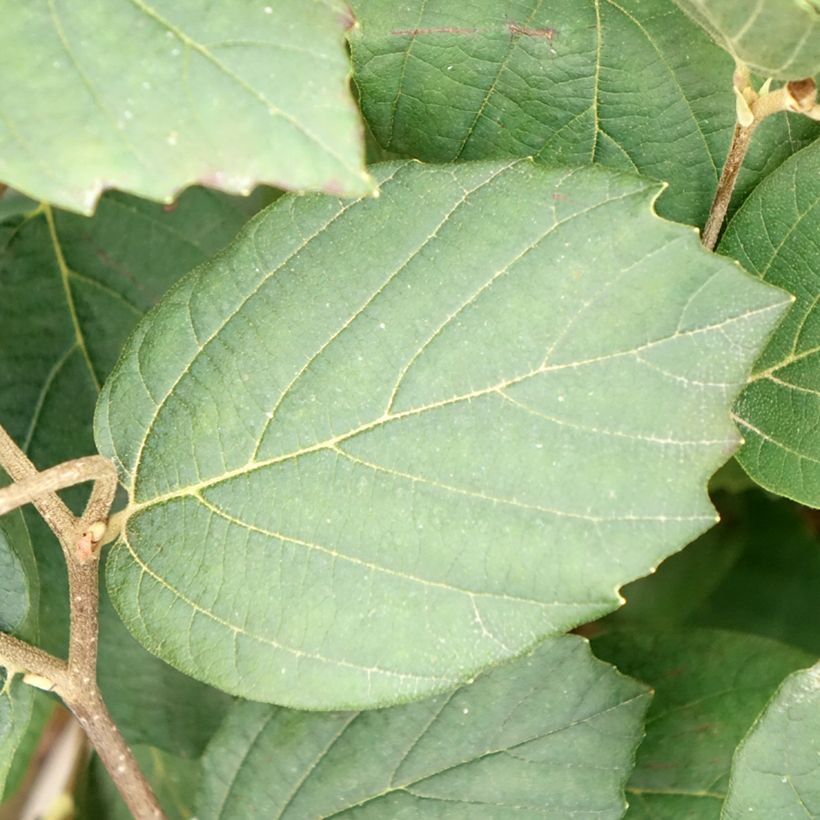 Fothergilla intermedia Mount Airy (Folhagem)