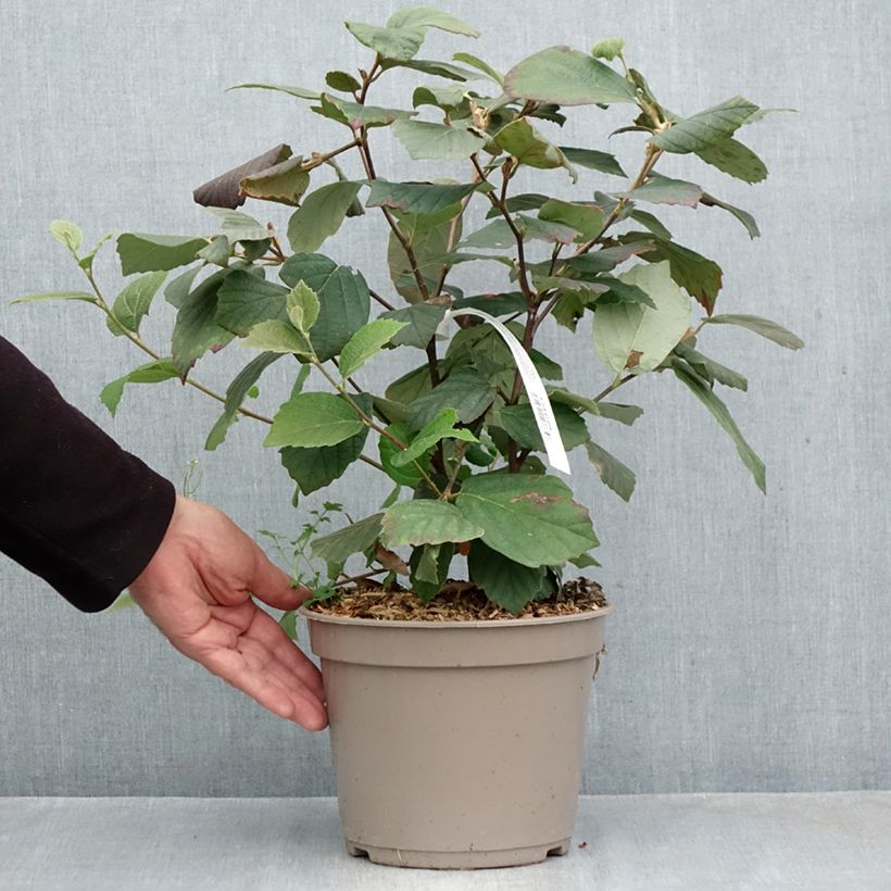 Amostra de Fothergilla intermedia Mount Airy Vaso de 4 L/5 L tal como entregue no outono