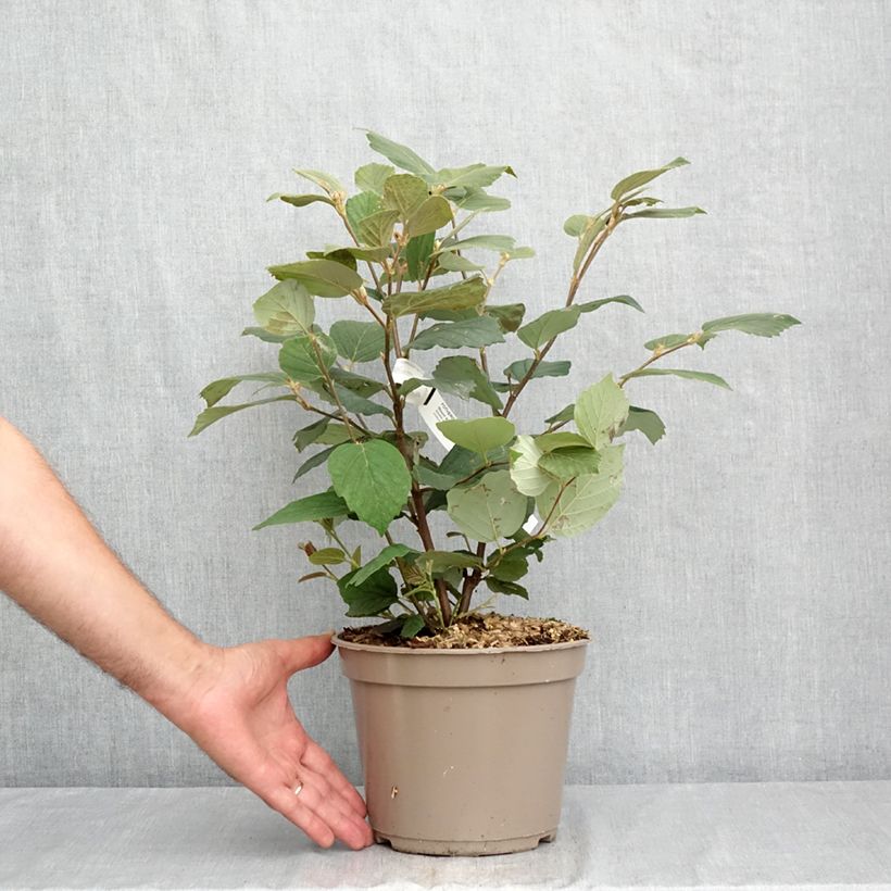 Amostra de Fothergilla intermedia Mount Airy Vaso de 4 L/5 L tal como entregue no verão