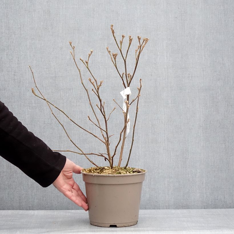 Amostra de Fothergilla x intermedia Mount Airy Vaso de 4 L/5 L tal como entregue no inverno
