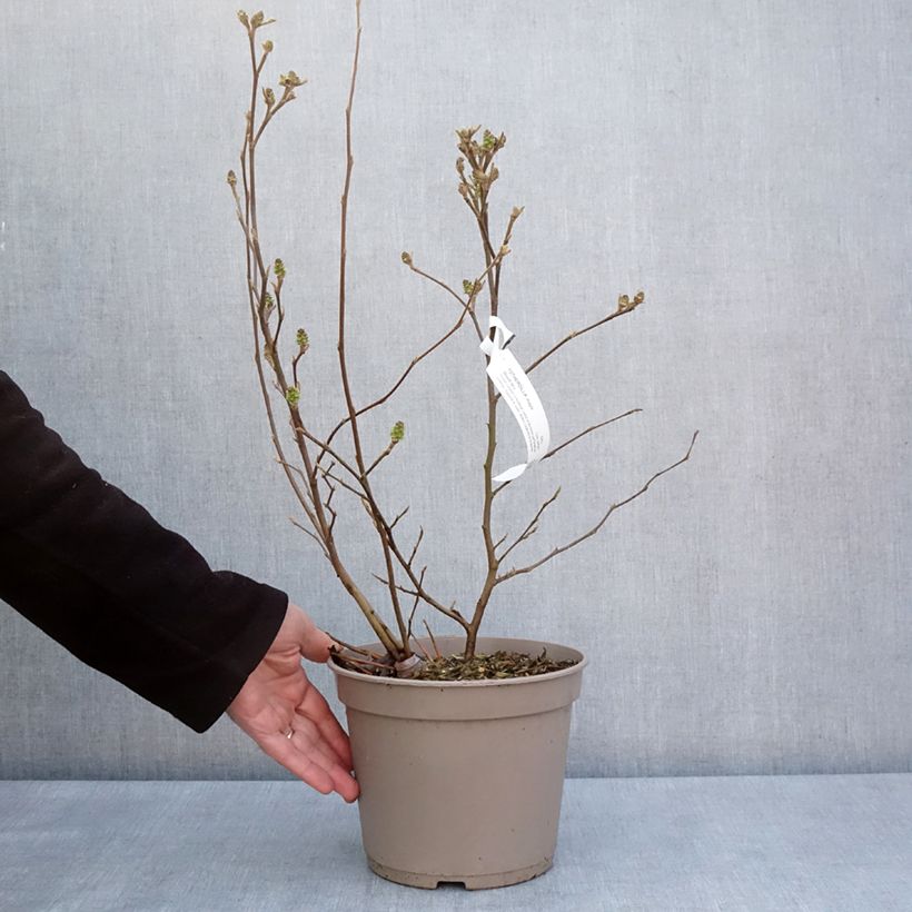 Amostra de Fothergilla intermedia Mount Airy Vaso de 4 L/5 L tal como entregue na primavera