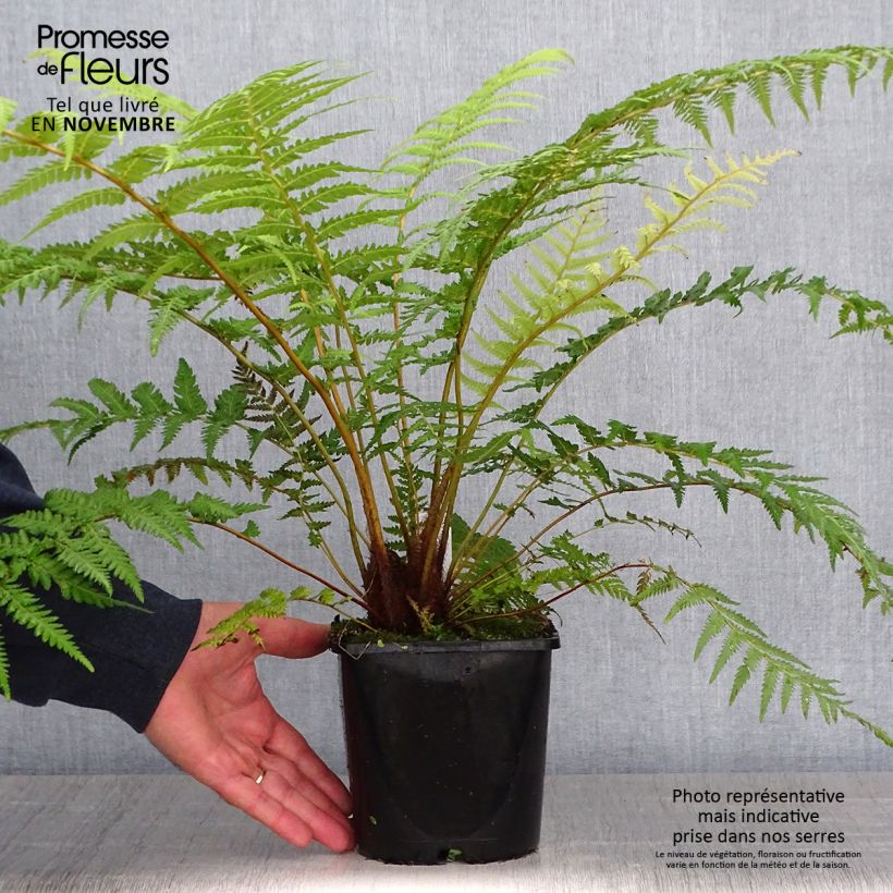Amostra de Dicksonia antarctica Vaso de 2 L/3 L tal como entregue no outono
