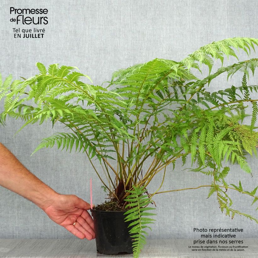 Amostra de Dicksonia antarctica Vaso de 2 L/3 L tal como entregue no verão