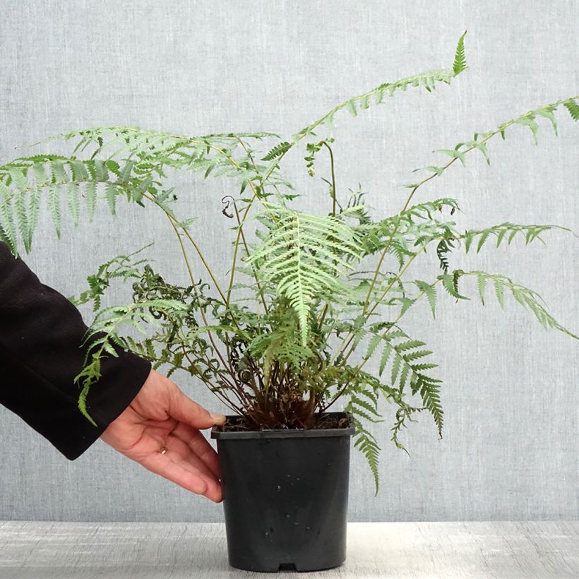 Amostra de Dicksonia antarctica Vaso de 2 L/3 L tal como entregue na primavera