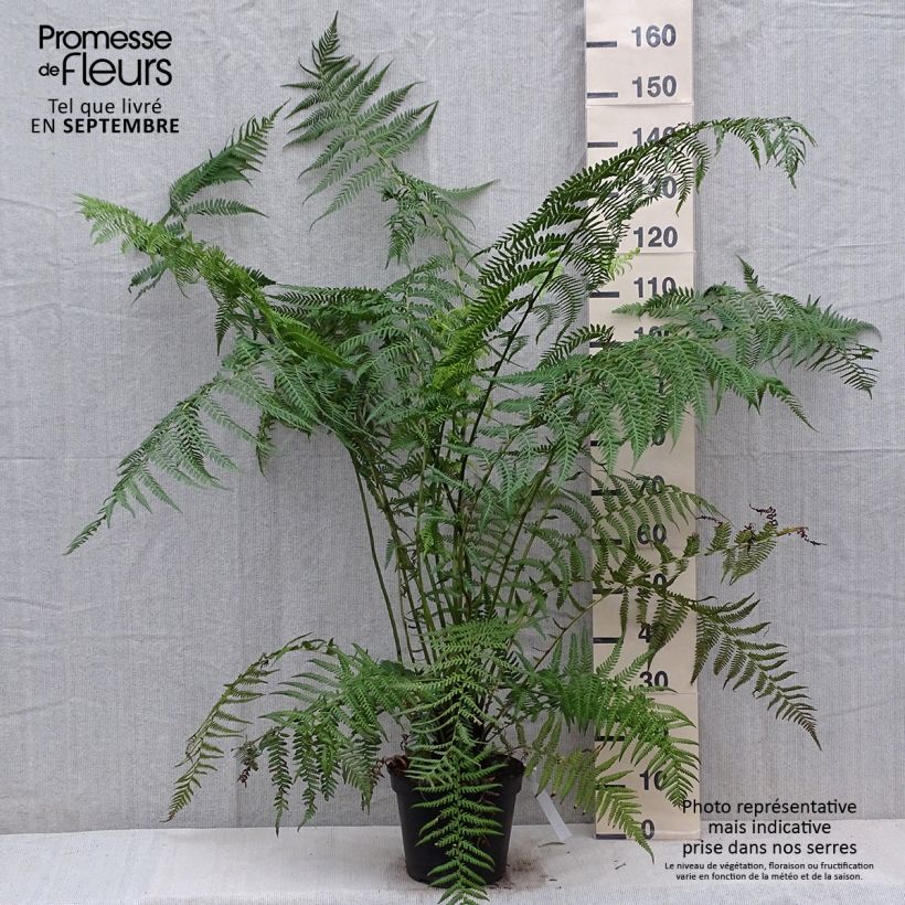 Amostra de Dicksonia antarctica Vaso de 4 L/5 L, Haste alta tal como entregue no outono