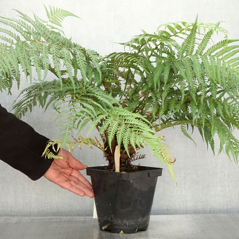 Amostra de Dicksonia fibrosa Vaso de 3 L/4 L tal como entregue no outono