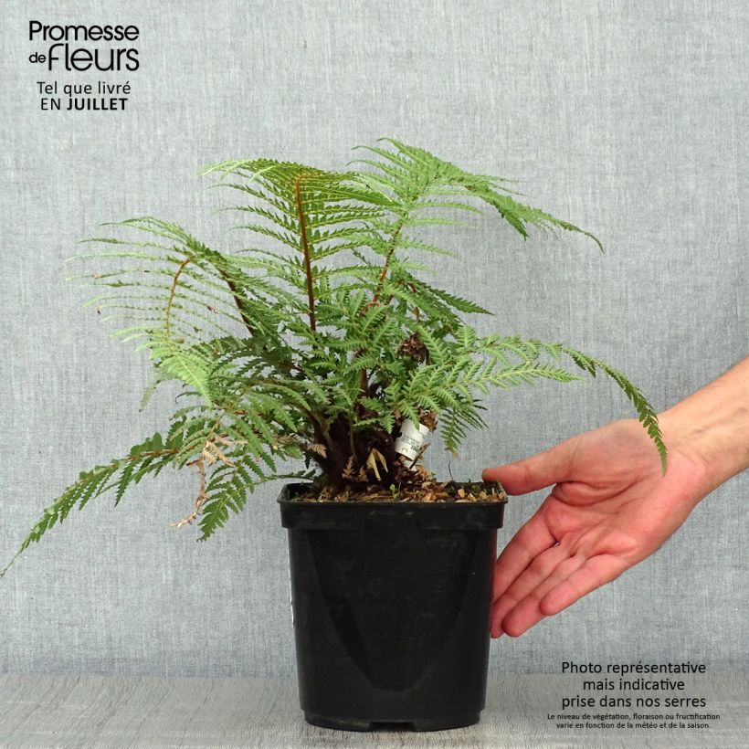 Amostra de Dicksonia fibrosa Vaso de 3 L/4 L tal como entregue no verão
