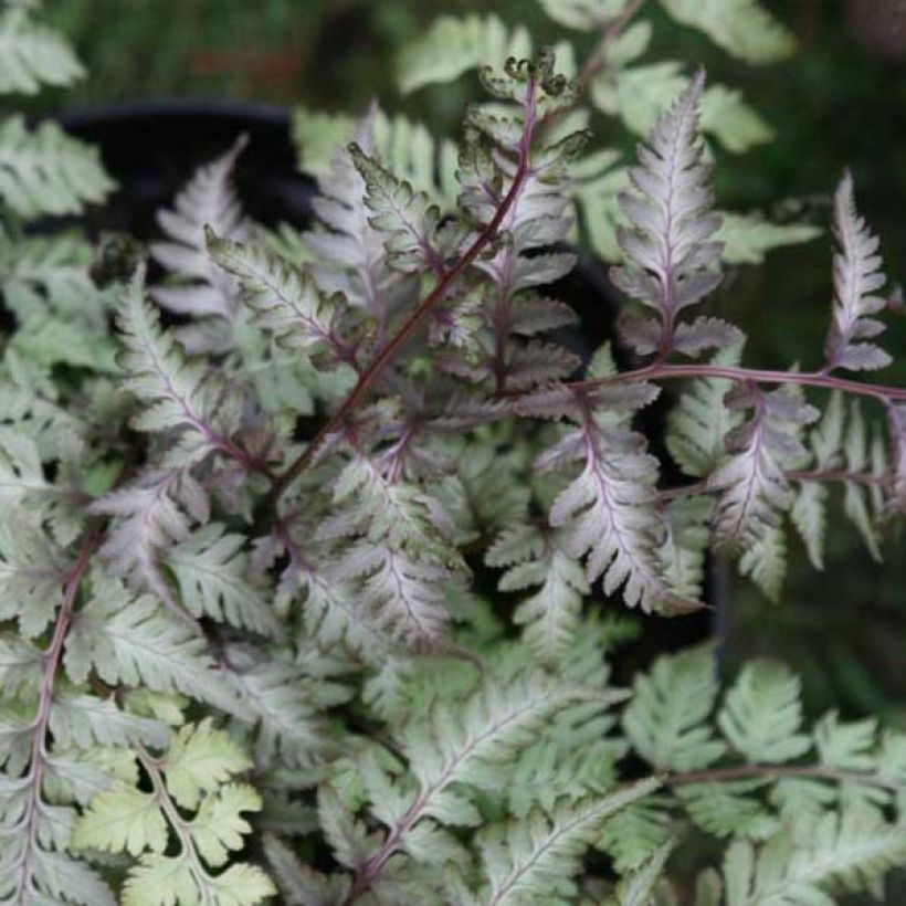 Athyrium niponicum var. pictum (Folhagem)
