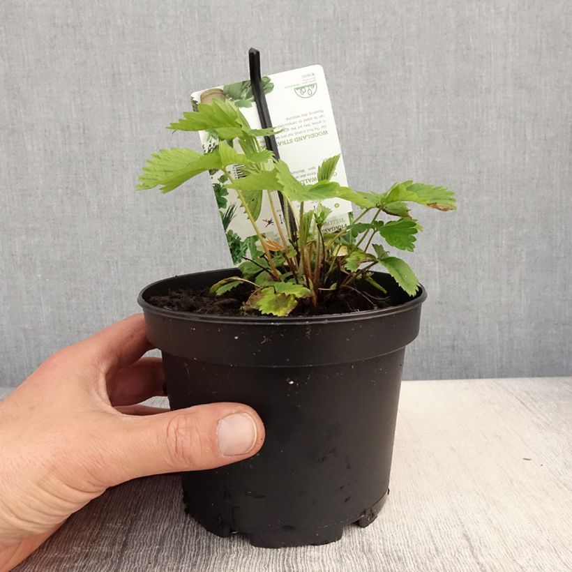 Amostra de Morango-alpino Yellow Wonder Vaso de 1,5 L/2 L tal como entregue na primavera