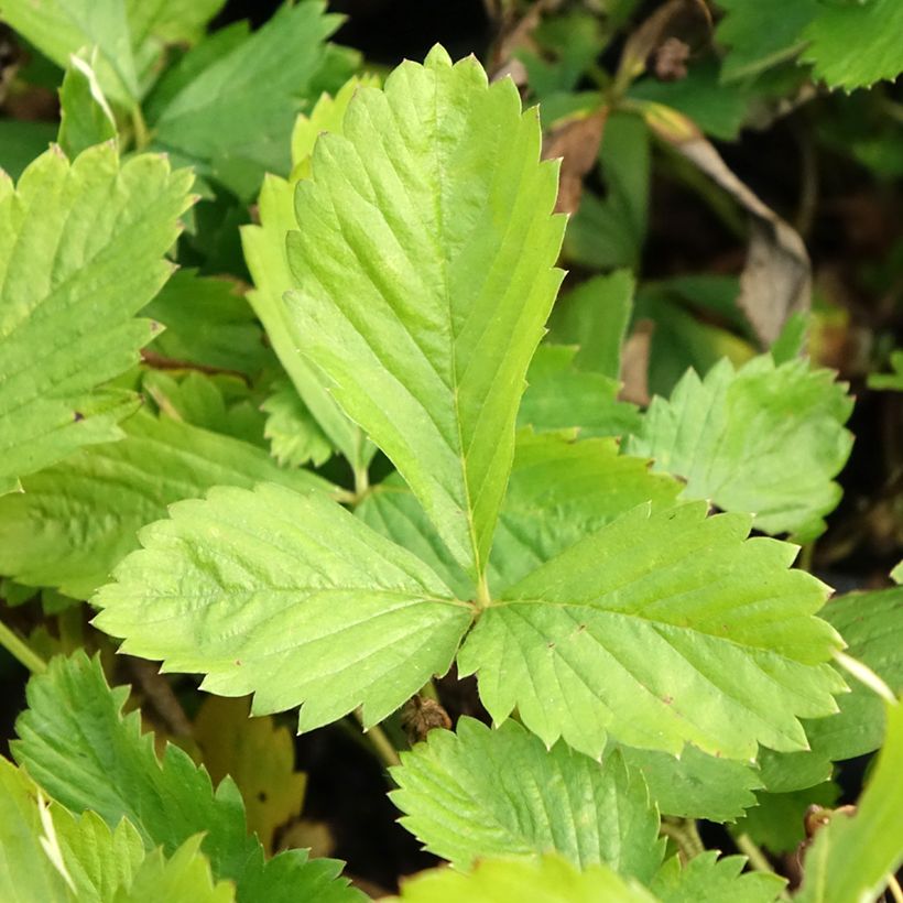 Morango-alpino Yellow Wonder (Folhagem)