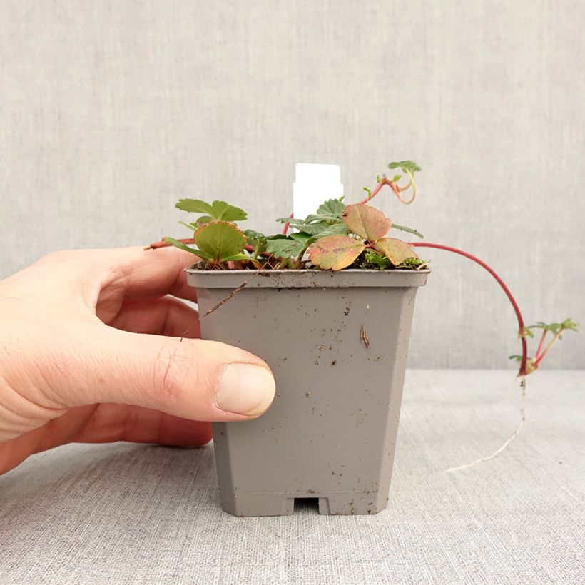 Amostra de Morangueiro-do-chile Vaso de 8/9 cm tal como entregue no inverno