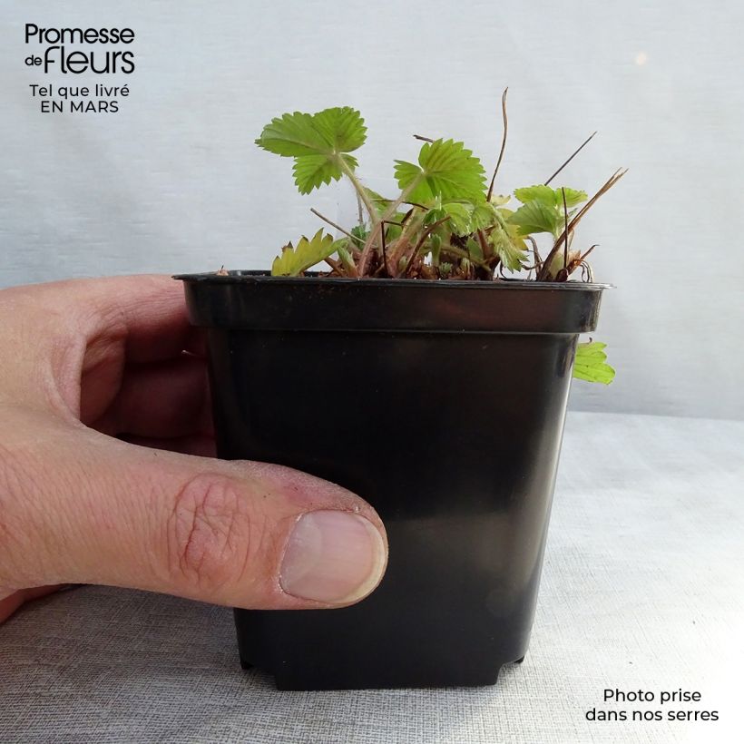 Amostra de Fragaria vesca Alexandria - fraisier des bois Vaso de 8/9 cm tal como entregue no inverno
