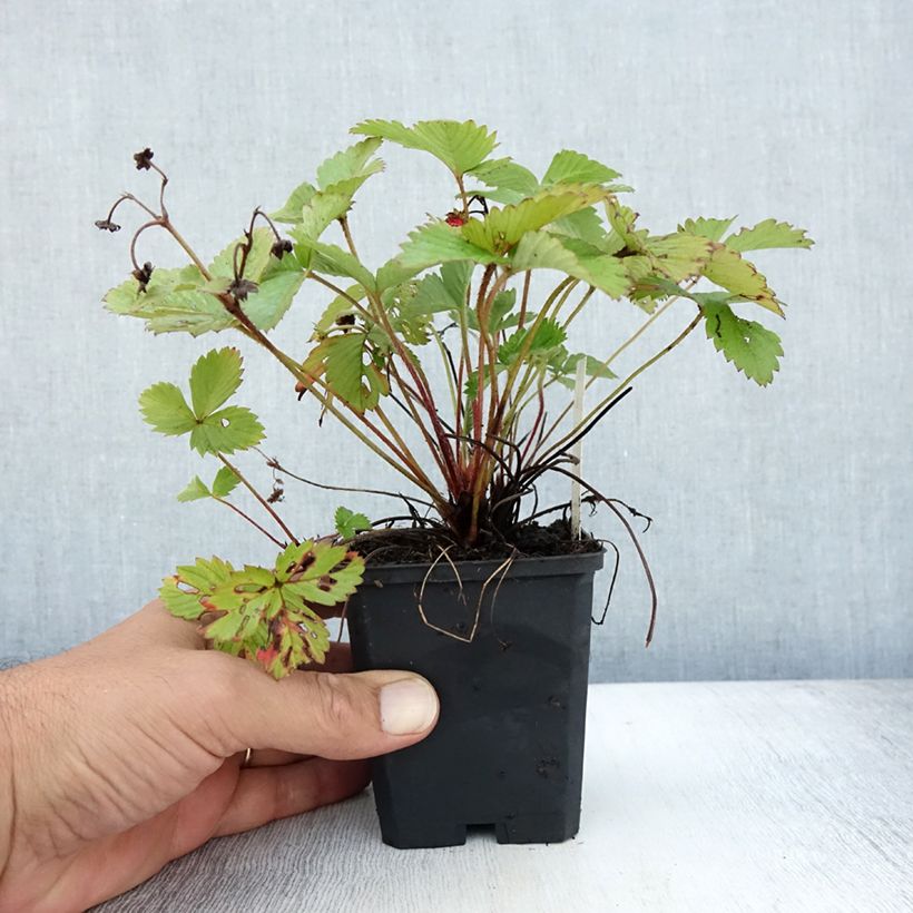 Amostra de Morangueiro-silvestre Alexandria Vaso de 8/9 cm tal como entregue no verão