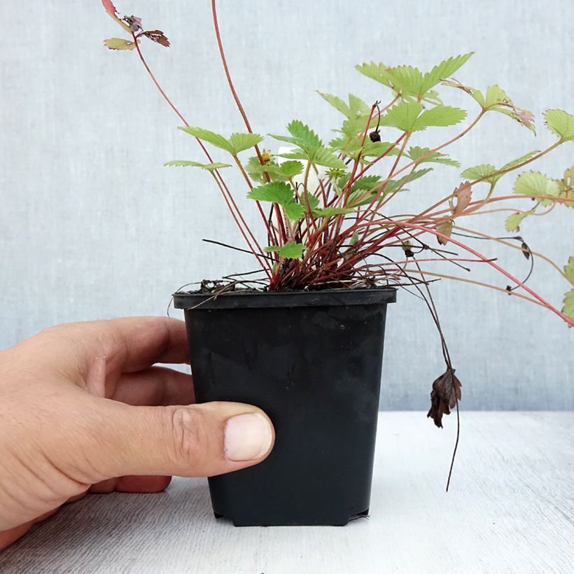 Amostra de Morangueiro-silvestre Vaso de 8/9 cm tal como entregue no verão