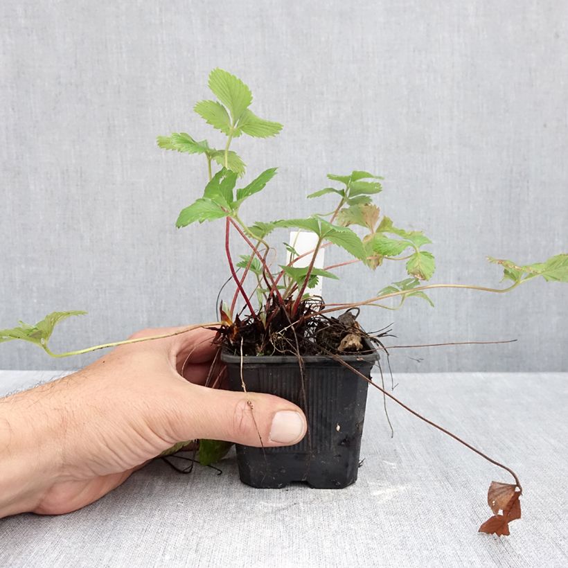 Amostra de Morangueiro-silvestre Rügen Vaso de 8/9 cm tal como entregue no outono