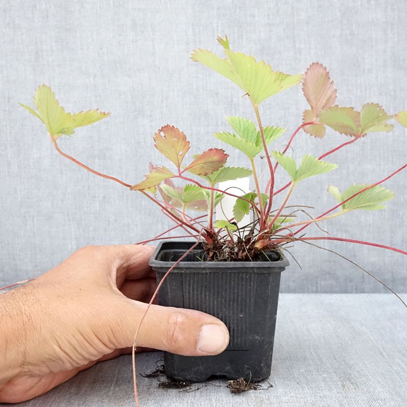 Amostra de Morangueiro-silvestre Rügen Vaso de 8/9 cm tal como entregue no verão