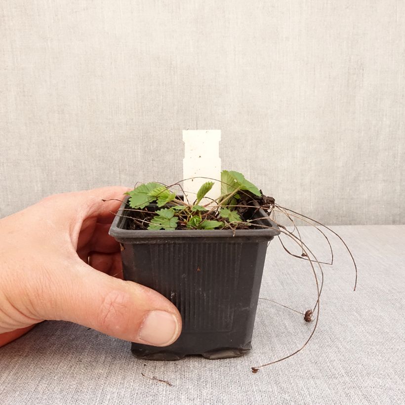 Amostra de Morangueiro-silvestre Rügen Vaso de 8/9 cm tal como entregue na primavera