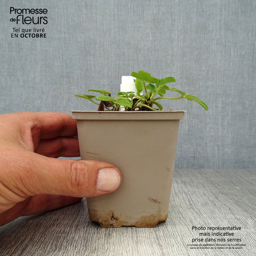 Amostra de Fragaria nubicola Mont Omei Vaso de 8/9 cm tal como entregue no outono