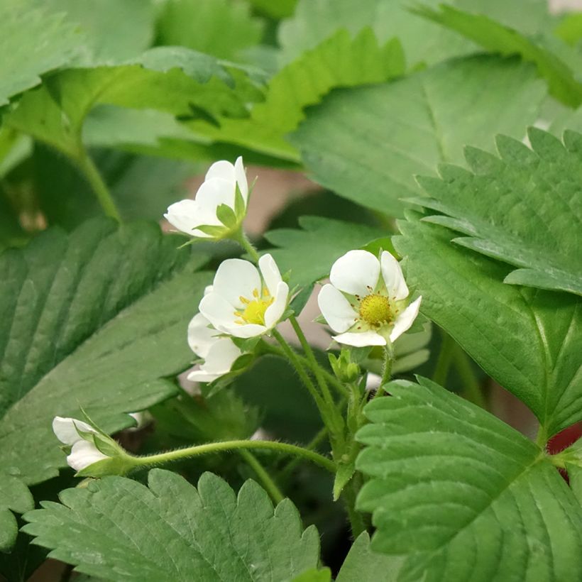 Morangueiro Anaïs remontante em vaso de 7cm (Floração)