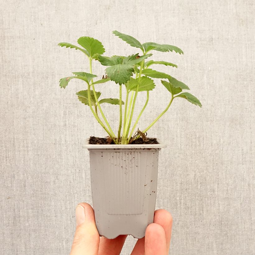 Amostra de Morangueiro Anaïs remontante em vaso de 7cm Torrão de 4 cm x 4,5 cm tal como entregue na primavera