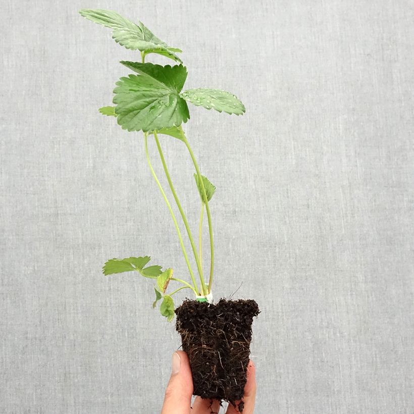 Amostra de Fraisier Annabelle (remontant)  Torrão de 5 cm x 7 cm tal como entregue no outono