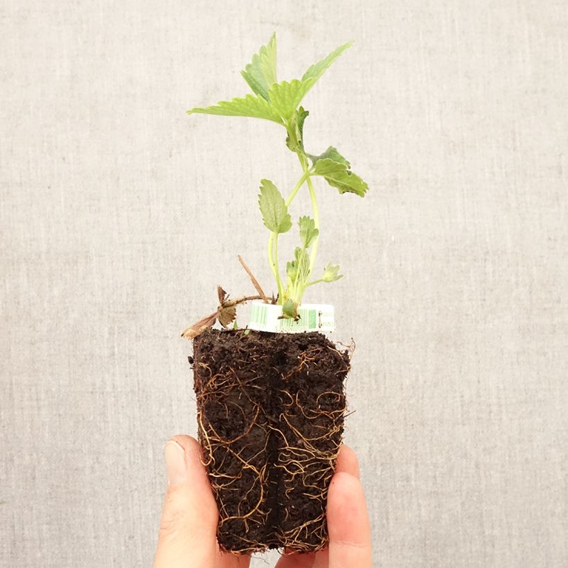 Amostra de Morangueiro Annabelle remontante Torrão de 5 cm x 7 cm tal como entregue na primavera