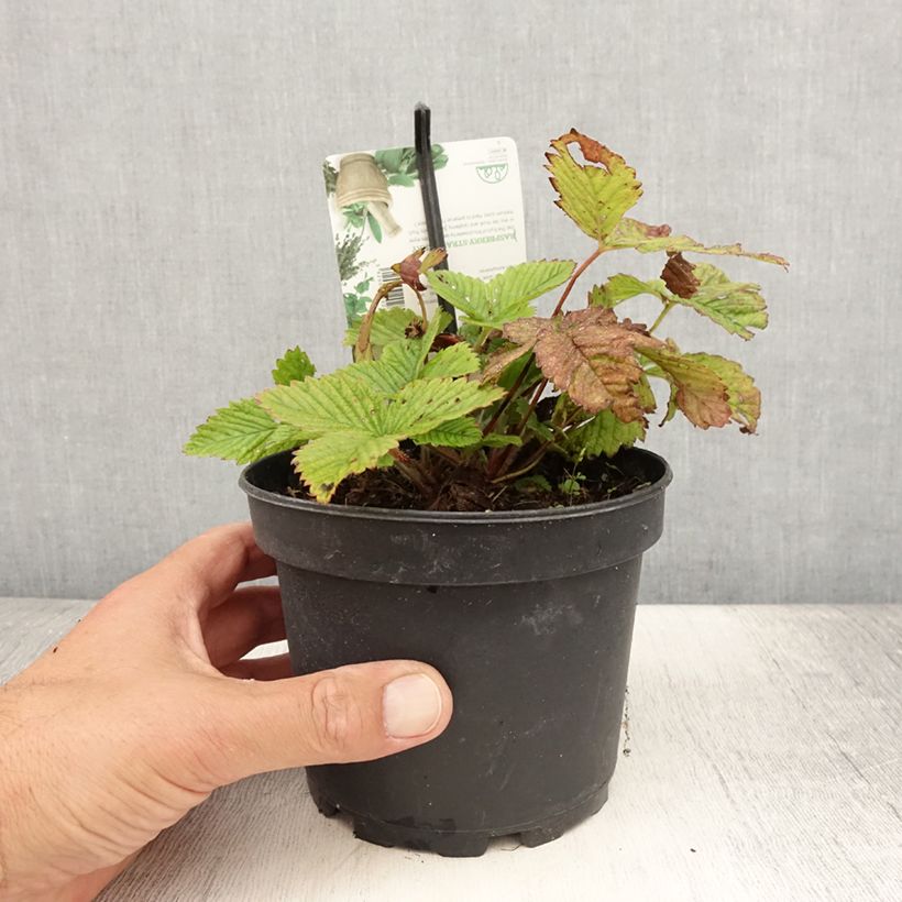 Amostra de Morangueiro-capron - Fragaria moschata Vaso de 1,5 L/2 L tal como entregue no verão