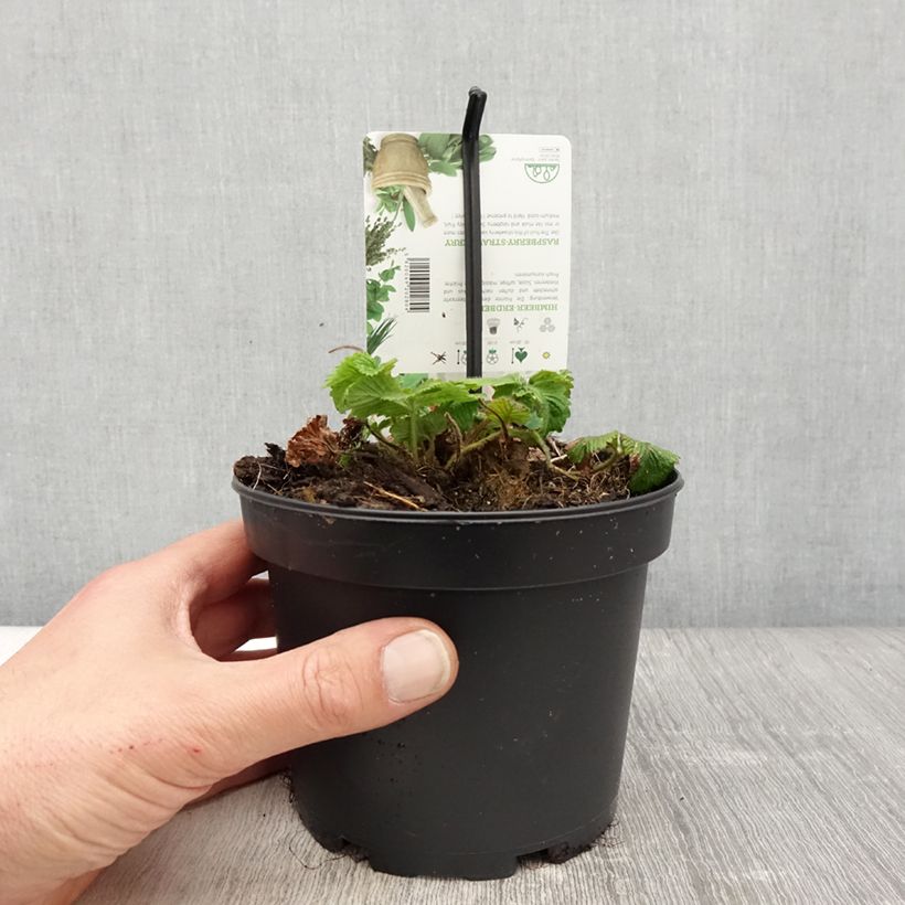 Amostra de Morangueiro-capron - Fragaria moschata Vaso de 1,5 L/2 L tal como entregue na primavera