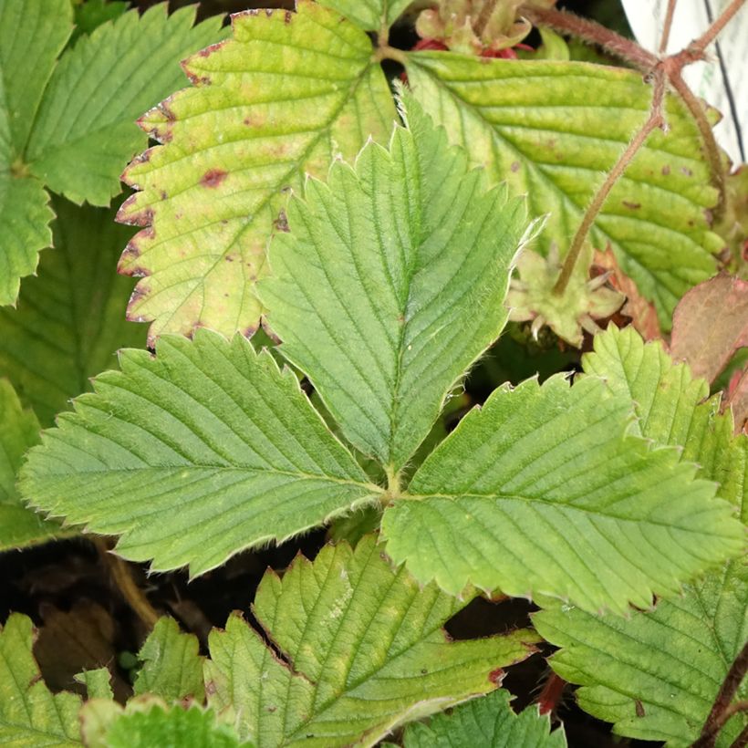 Morangueiro-capron - Fragaria moschata (Folhagem)