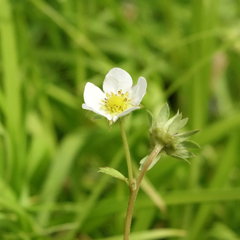 Morangueiro Charlotte remontante (Floração)