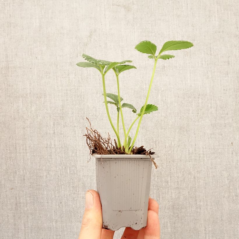Amostra de Morangueiro Charlotte remontante Torrão de 4 cm x 4,5 cm tal como entregue na primavera